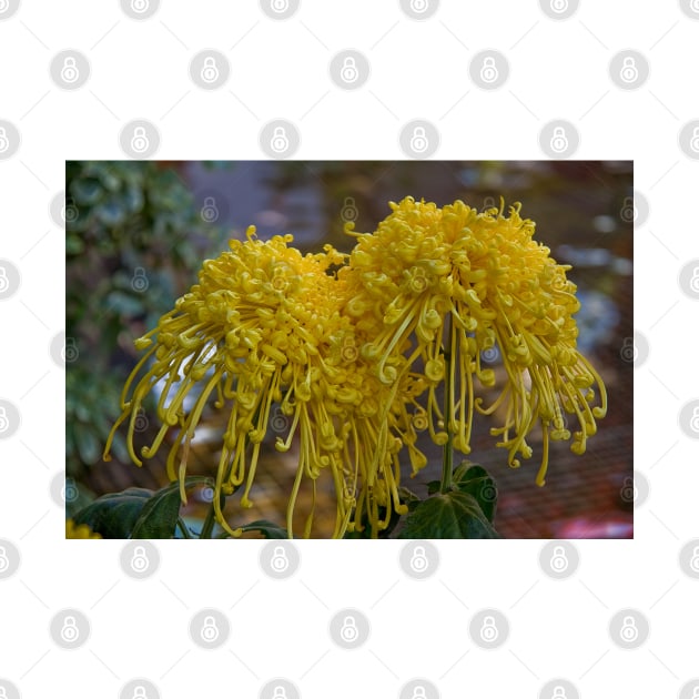 USA. Pennsylvania. Longwood Gardens. Spider Mums. by vadim19