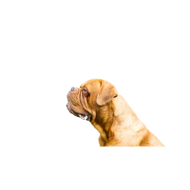 The Dogue de Bordeaux Or Bordeaux mastiff by tommysphotos