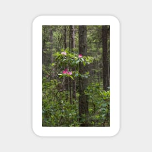 Rhododendron Blooming in Forest - Manning Park Magnet