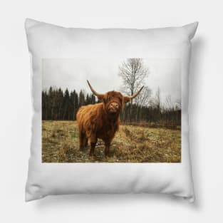 Scottish Highland Cattle Cow 2170 Pillow