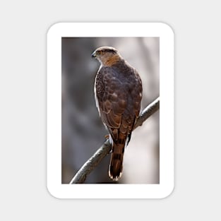 Cooper's Hawk profile Magnet