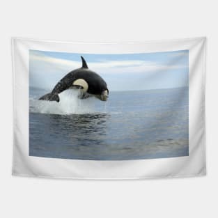 Killer whale hunting (C019/4452) Tapestry