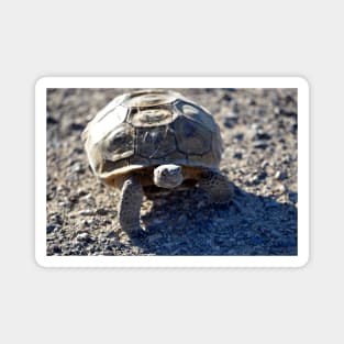 Desert Tortoise Photo Magnet