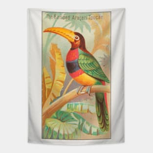 The Banded Aracari Toucan Tapestry