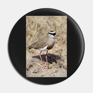 Crowned Plover, Kenya Pin