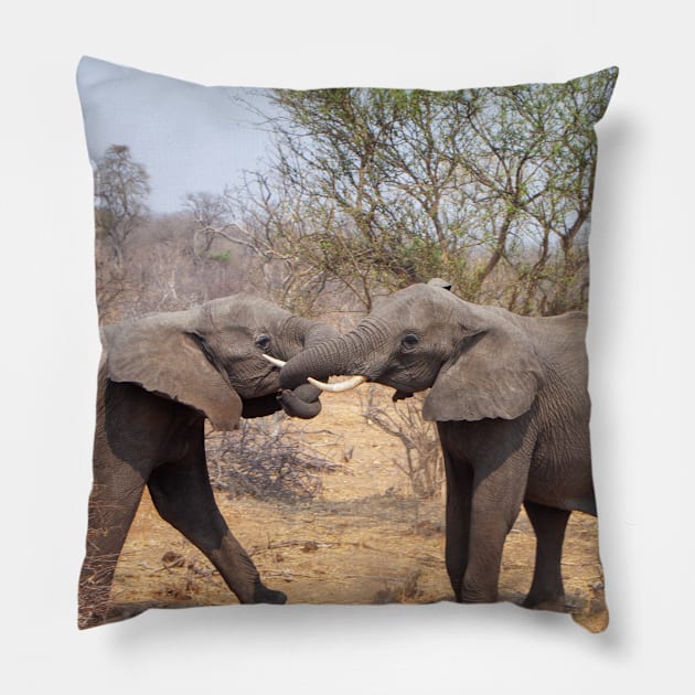 Two African Elephants Fighting with Trunks Pillow by SafariByMarisa