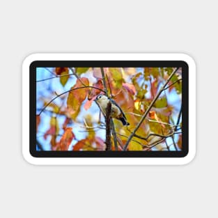 Nuthatch and Autumn Leaves Magnet