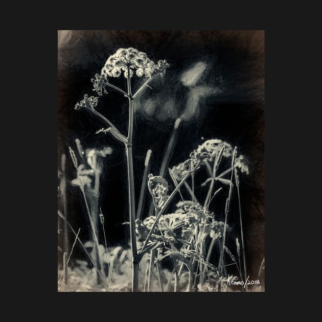 Wild Flowers & Weeds by kenmo