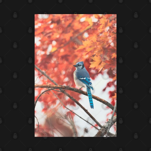 Autumnal Maple with Blue Jay by ElevatedCT