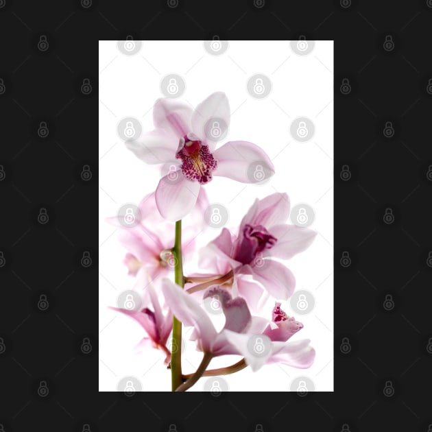 White and pink orchids by homydesign