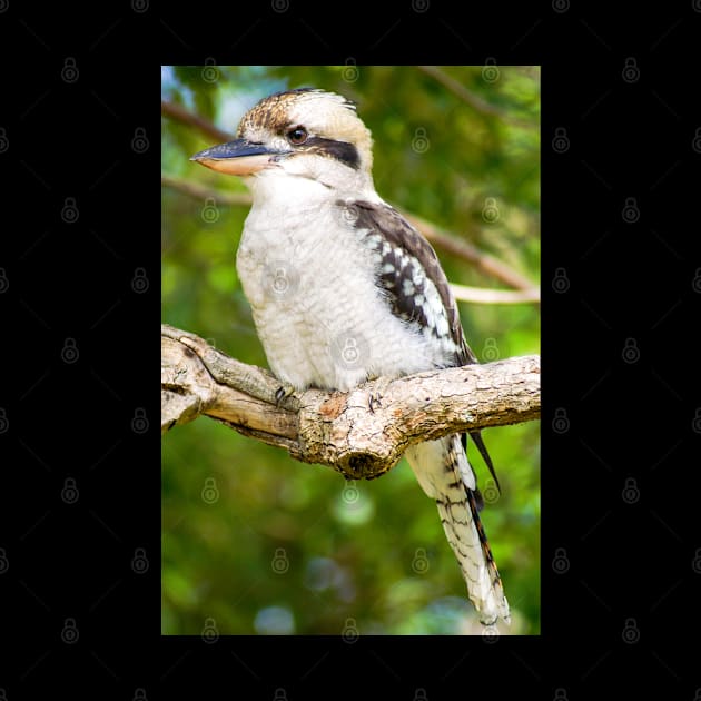 Laughing Kookaburra by Upbeat Traveler