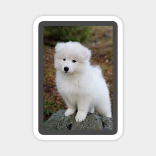 Cute samoyed dog puppy in the forest Magnet