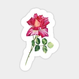 Colorful rose Magnet