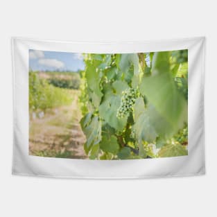 Okanagan Valley Grapevines and Blue Sky in Summer Tapestry