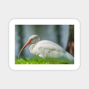 Gatorland Ibis Magnet