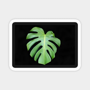 Bright green monstera leaf on black background closeup Magnet