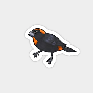 Puerto Rican Bullfinch Magnet