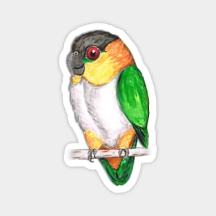 Black headed caique Magnet