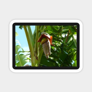 Banana Tree Flower Magnet