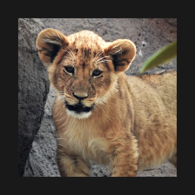 Lion Cub by kirstybush