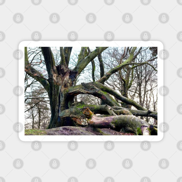 Broken Beech Tree Magnet by heidiannemorris