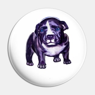 pit bull dog puppy - cute blue line pit bull with piercing blue eyes Pin