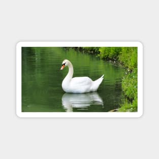 Mute Swan Swimming In A Pond Magnet