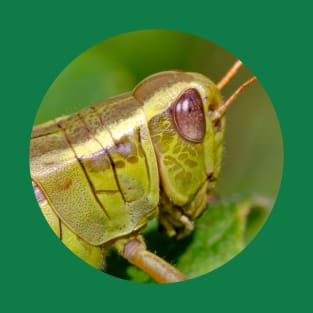 Green Grasshopper Macro Photograph Circle T-Shirt