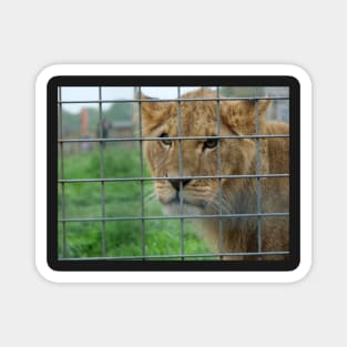 Lioness stare from inside enclosure zoo Magnet