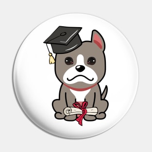 Cute grey dog is a graduate Pin
