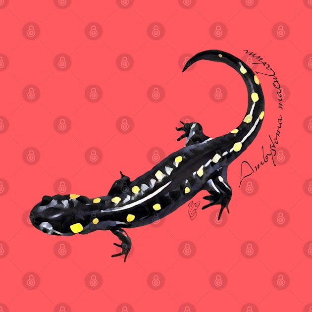 Spotted salamander art with scientific name by austinmg