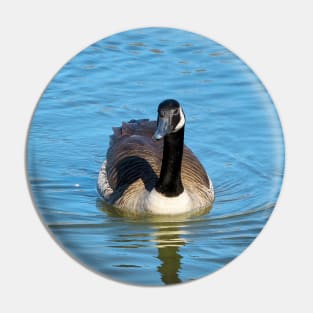 Canada Goose Swimming Towards The Camera Pin