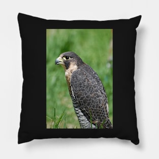 The Peregrine Falcon Pillow