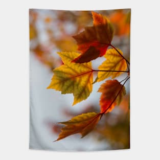 autumn leaves Tapestry