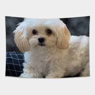 Maltipoo Love. Beautiful little dog with long silky white hair. Tapestry