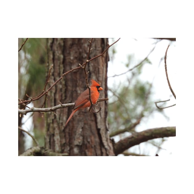 Male Northern Cardinal by eBirder