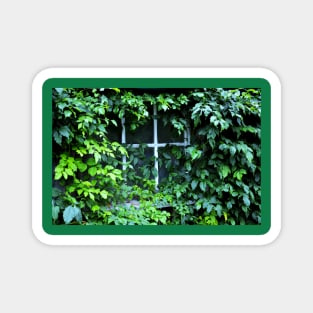 Trumpet Vine by Barn Window Magnet