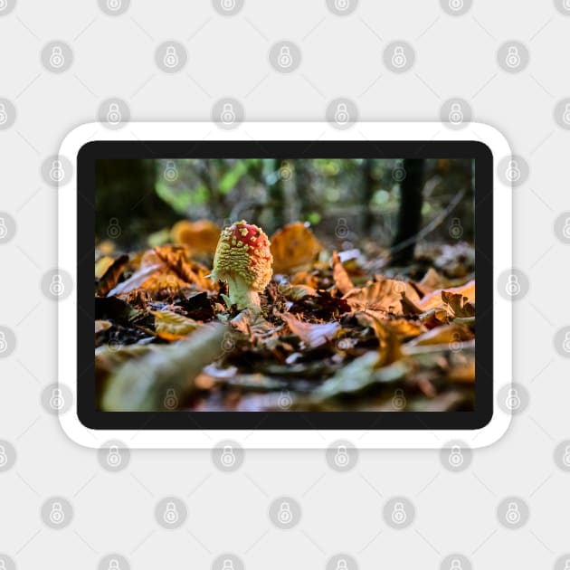 Fly agaric or fly amanita (Amanita muscaria) Magnet by mbangert