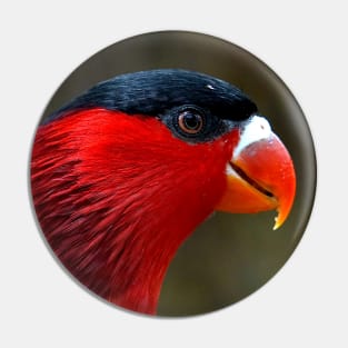 Fergusson Island Lory Pin