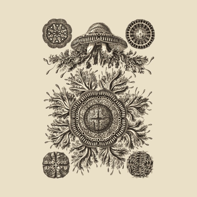 Ernst Haeckel Discomedusea Jellyfish  Wenge Plate 28 by Scientistudio