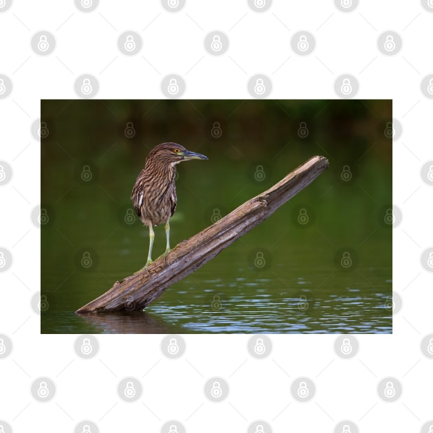 Juvenile Night Heron by Jim Cumming