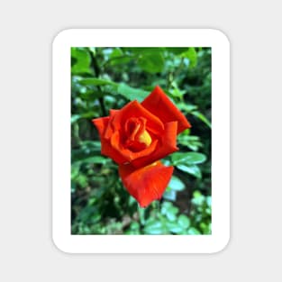 Red rose in the garden Magnet