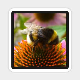 Cute Bumble Bee Magnet