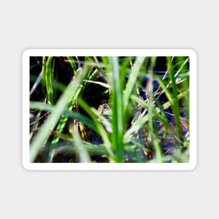 Frosch / Swiss Artwork Photography Magnet