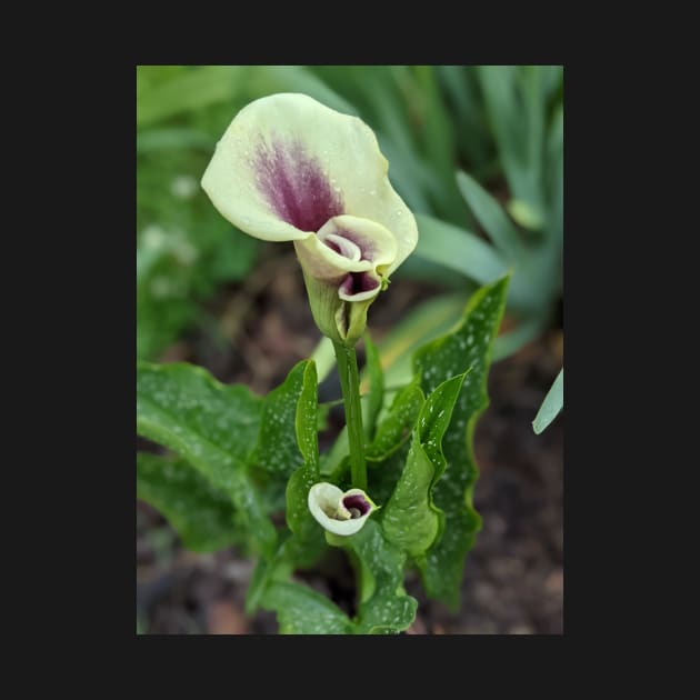 Calla Lilies Photographic Image by AustaArt