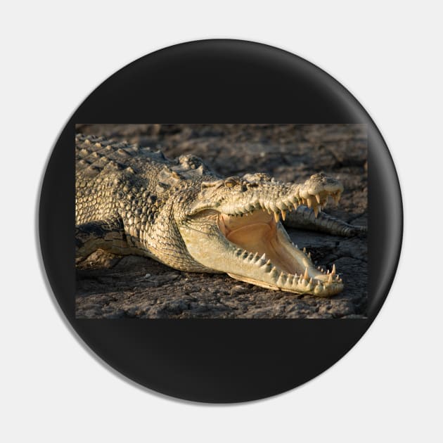 Saltwater Crocodile, Kakadu National Park Northern Territory Pin by AndrewGoodall