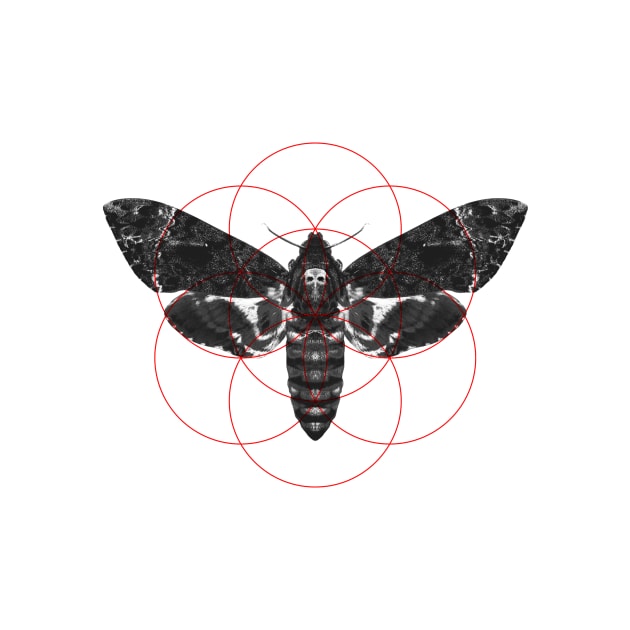 Sacred Death's-head Hawkmoth by DrSoed