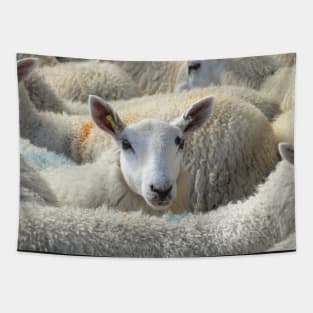 Who Ewe Looking at? Tapestry