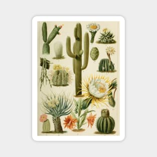 Botanical Cacti Magnet