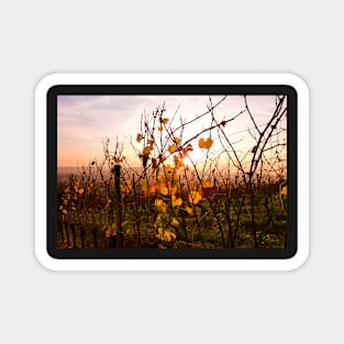 Autumnal vines Magnet